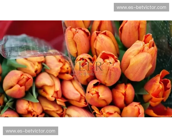 宿命的橙色与蓝白：当郁金香再次遇见潘帕斯雄鹰